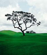 Caio Reisewitz, Goinia Golf Club II, 2004. c-print mounted on Diasec. 70-7/8 x 57-7/8 in. Edition: 1/5. Courtesy of the artist and Luciana Brito Galeria, So Paulo, Brazil